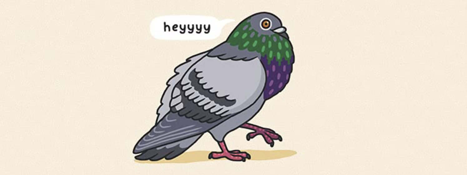 pigeon eyeing me as it puffs and struts, saying "heyyyyy"