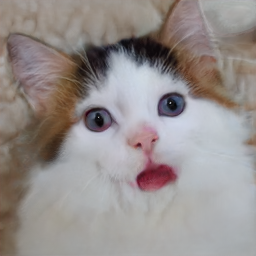 A portrait of a black and white cat, looking at the camera with a shocked or possibly sarcastic open-mouthed expression