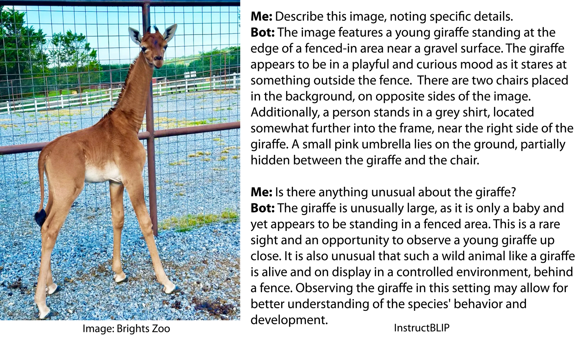 Image is of a plain brown baby giraffe with no spots, standing on gravel in front of a zoo fence. Conversation with InstructBLIP: Me: Describe this image, noting specific details. Bot: The image features a young giraffe standing at the edge of a fenced-in area near a gravel surface. The giraffe appears to be in a playful and curious mood as it stares at something outside the fence.  There are two chairs placed in the background, on opposite sides of the image. Additionally, a person stands in a grey shirt, located somewhat further into the frame, near the right side of the giraffe. A small pink umbrella lies on the ground, partially hidden between the giraffe and the chair.  Me: Is there anything unusual about the giraffe? Bot: The giraffe is unusually large, as it is only a baby and yet appears to be standing in a fenced area. This is a rare sight and an opportunity to observe a young giraffe up close. It is also unusual that such a wild animal like a giraffe is alive and on display in a controlled environment, behind a fence. Observing the giraffe in this setting may allow for better understanding of the species' behavior and development.