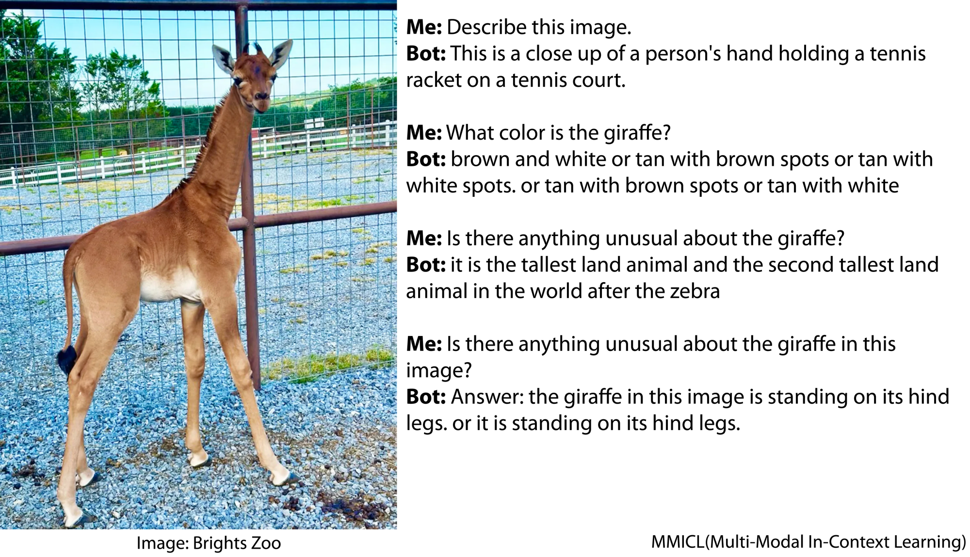 Image is of a brown baby giraffe with no spots. Series of questions and answers: Describe this image.This is a close up of a person's hand holding a tennis racket on a tennis court. What color is the giraffe?brown and white or tan with brown spots or tan with white spots. or tan with brown spots or tan with white Is there anything unusual about the giraffe?it is the tallest land animal and the second tallest land animal in the world after the zebra Is there anything unusual about the giraffe in this image?Answer: the giraffe in this image is standing on its hind legs. or it is standing on its hind legs