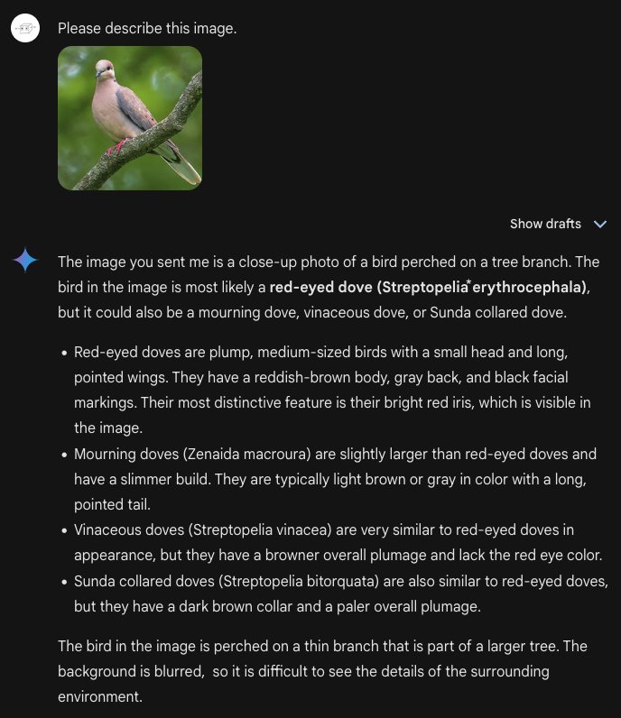 Me: Please describe this image. Bard: a long description about how this might be a red-eyed dove or a mourning dove, a vinaceous dove, or Sunda collared dove, followed by a description of the main identifying features of each bird. (allegedly, I haven't checked all this).