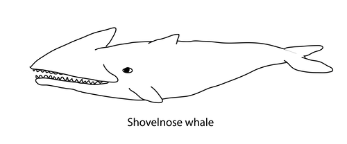 Shovelnose whale: it’s a toothed whale with a long, broad snout