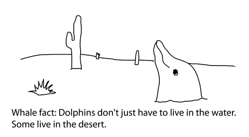 whale fact: Dolphins don't just have to live in the water. Some live in the desert. Drawing is of a dolphin emerging from the sand, looking out at all the cactus around.