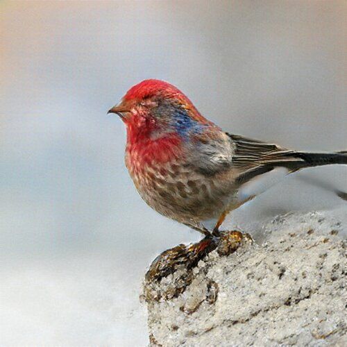 It is very clearly a small red-headed finch.
