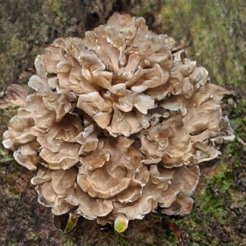 At first glance it looks like some kind of alien. But actually it could be a large very ruffled mushroom.