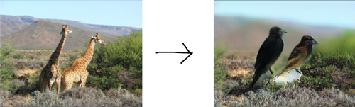 Left: two giraffes with a dry mountainscape in the background and sagebrush in the foreground
Right: two birds in approximately the same position that the giraffes were in. Most of the sagebrush is still there, but the background is blurred.
Left: two giraffes with a dry mountainscape in the background and sagebrush in the foreground
Right: two birds in approximately the same position that the giraffes were in. Most of the sagebrush is still there, but the background is blurred.