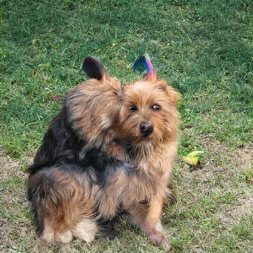 A wide dog with too many legs and rainbow antennae