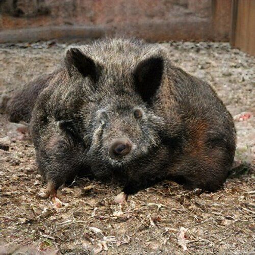 It’s a bit of a mess, but clearly a hairy hog. It’s a bit of a mess, but clearly a hairy hog.