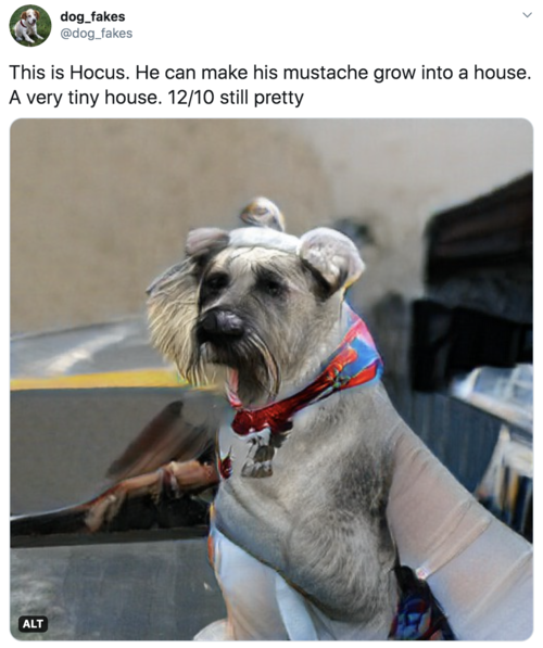 This is Hocus. He can make his mustache grow into a house. A very tiny house. 12/10 still pretty A schnauzer-type dog with a very prominent mustache and something very weird about its body This is Hocus. He can make his mustache grow into a house. A very tiny house. 12/10 still pretty A schnauzer-type dog with a very prominent mustache and something very weird about its body