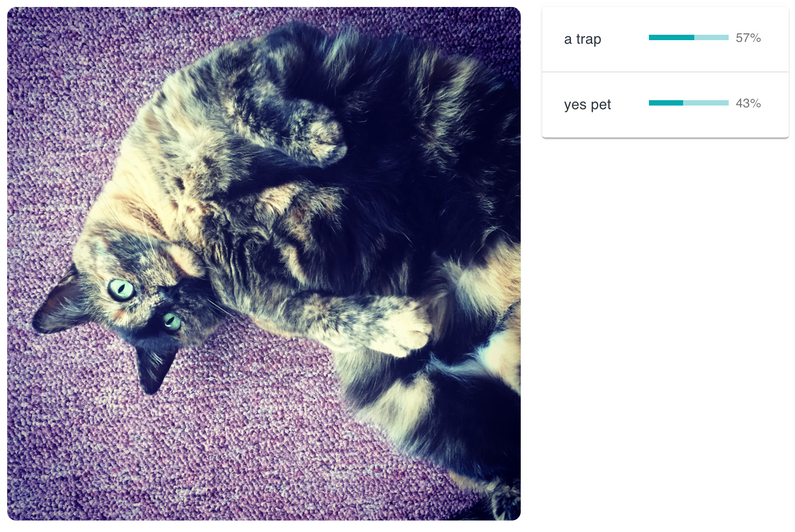 Tortoiseshell cat relaxing with belly up and staring at the camera. AI's rating: a trap: 57%; yes pet: 43%