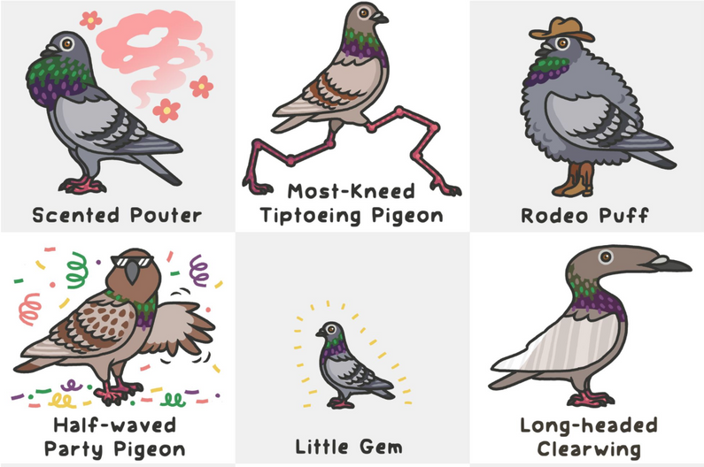 Scented Pouter, Most-Kneed Tiptoeing Pigeon, Rodeo Puff, Half-waved Party Pigeon, Little Gem, Long-headed Clearwing