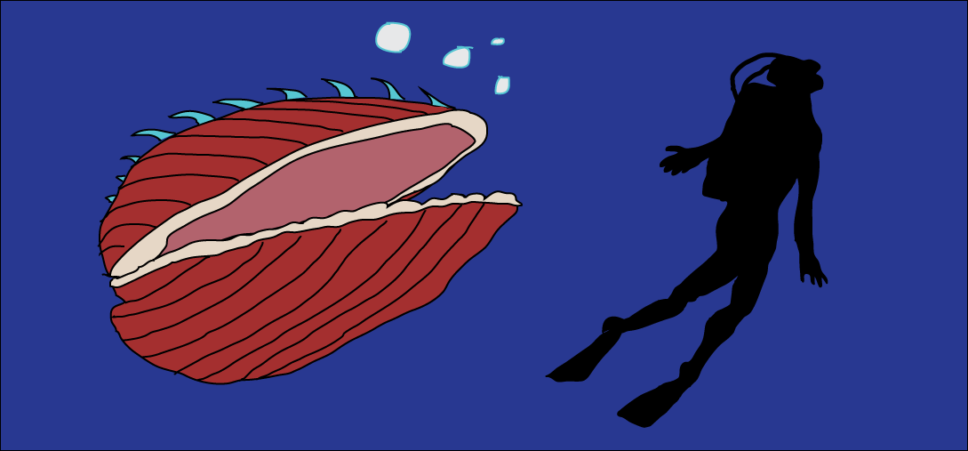 drawing of a clam with a spiked shell, about the same size as a silhouetted scuba diver