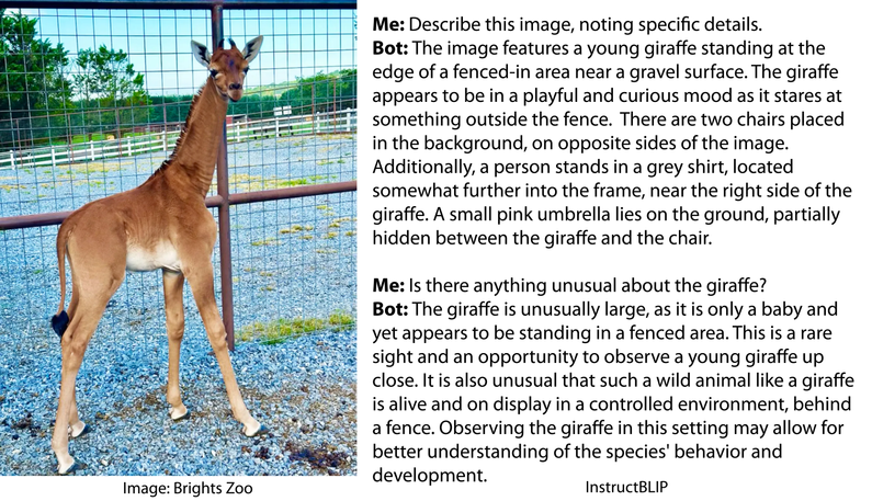 Image is of a brown baby giraffe with no spots. AI gives long descriptions but fails to report that it has no spots.