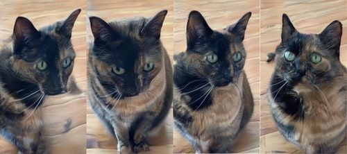 Trained a neural net on my cat and regret everything